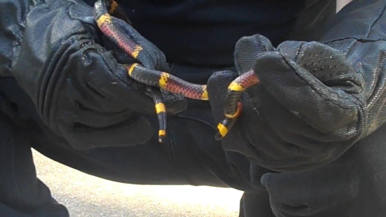 coral snake.jpg